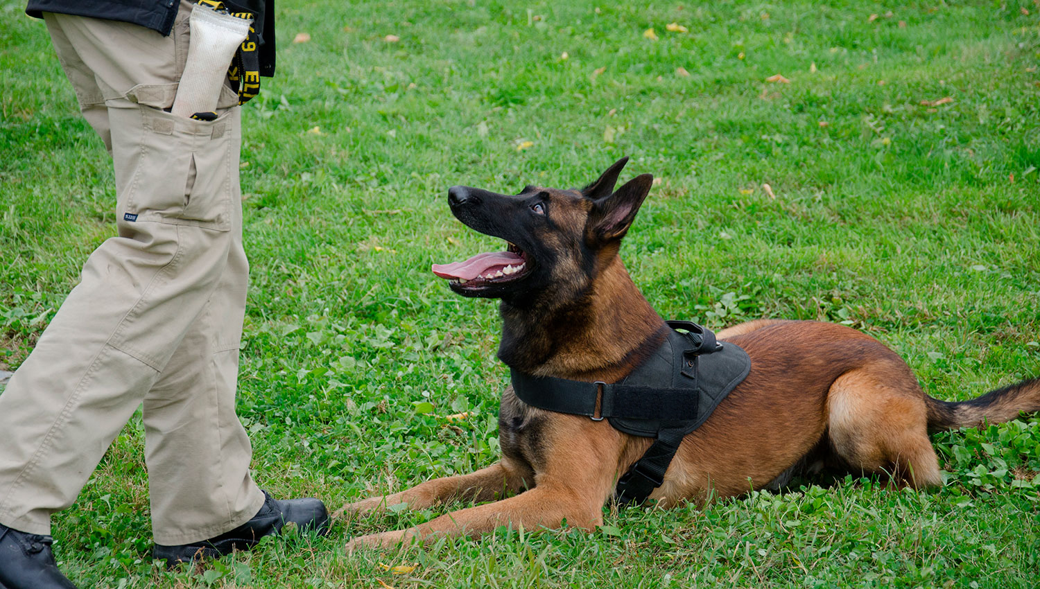 26_Maitre-chien-ou-dresseur